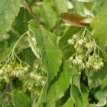 Tilia kiusiana