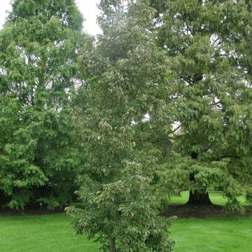 Tilia miqueliana