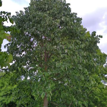 Tilia monticola