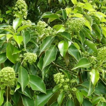 Trochodendron aralioides