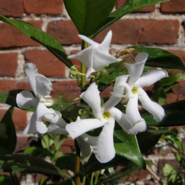 Trachelospermum jasminoides