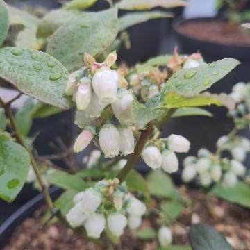 Vaccinium corymbosum 'Spartan'