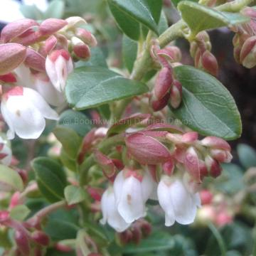 Vaccinium vitis-idaea 'Miss Cherry' ®