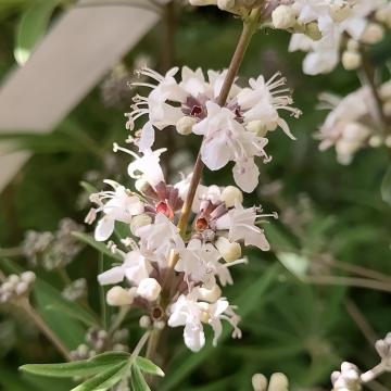 Vitex agnus-castus 'Albus'