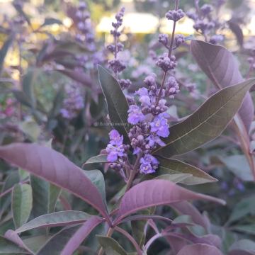 Vitex agnus-castus 'Flip Side' ®