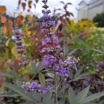 Vitex agnus-castus var. latifolia