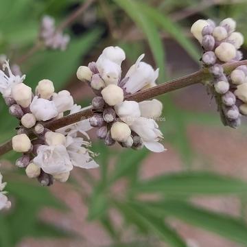 Vitex agnus-castus 'Silver Spire'