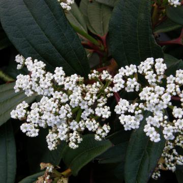 Viburnum davidii