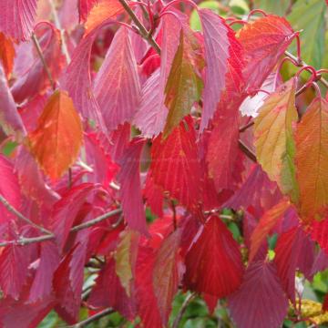 Viburnum dentatum