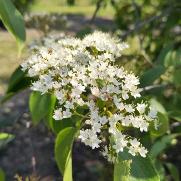 Viburnum lentago