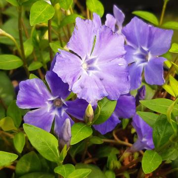 Vinca minor 'La Grave' (='Bowles variety')