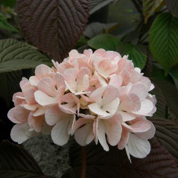 Viburnum plicatum 'Rosace'