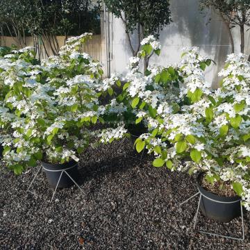 Viburnum plicatum 'Shasta'