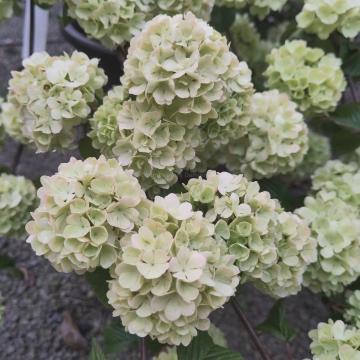 Viburnum plicatum 'Thunberg's Orginal'