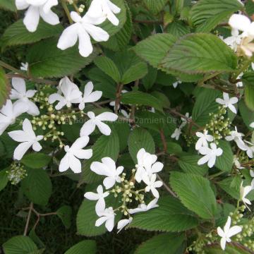 Viburnum plicatum 'Watanabe'