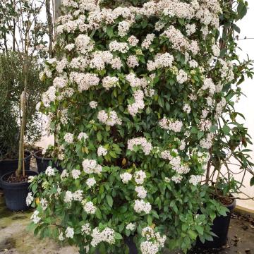 Viburnum tinus 'Eve Price'