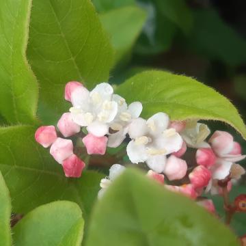 Viburnum tinus 'Gwenllian'