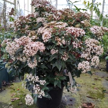 Viburnum tinus 'Spirit' ®