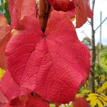 Vitis 'Velvet Cloak'