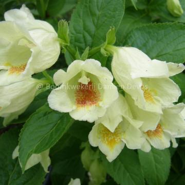 Weigela middendorffiana