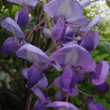 Wisteria brachybotrys 'Okayama'