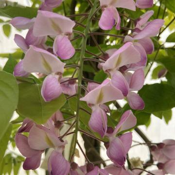 Wisteria brachybotrys 'Showa-beni'