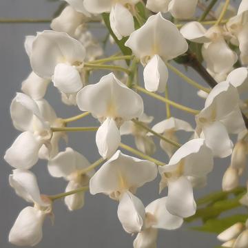 Wisteria brachybotrys 'White Silk'