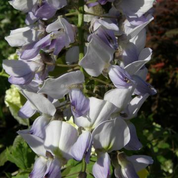 Wisteria 'Caroline'