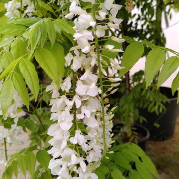 Wisteria floribunda 'Alba'