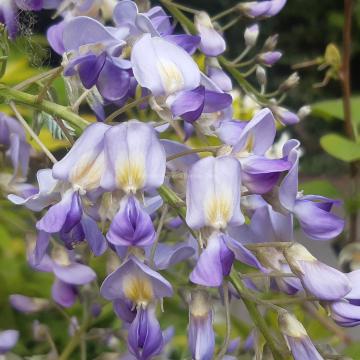 Wisteria floribunda 'Domino' (W.f. 'Issai')