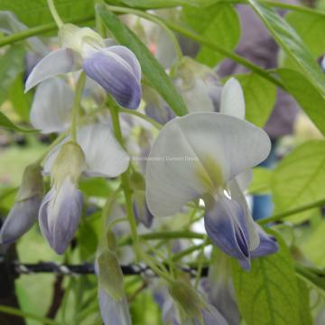 Wisteria floribunda 'Eranthema'