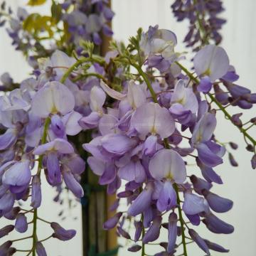 Wisteria floribunda 'Issai-naga' ( W. floribunda 'Issai Perfect)