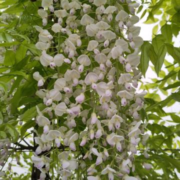 Wisteria floribunda 'Kuchi Beni'