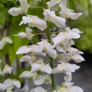 Wisteria floribunda 'Longissima Alba'