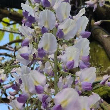 Wisteria floribunda 'Macrobotrys'