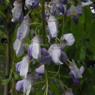 Wisteria floribunda 'Macrobotrys de Belder'