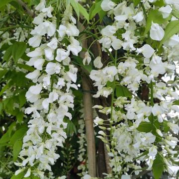 Wisteria floribunda 'Shiro-noda'