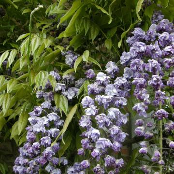 Wisteria floribunda 'Violacea Plena' ( = Black Dragon)