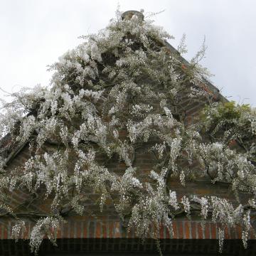 Wisteria sinensis 'Alba'