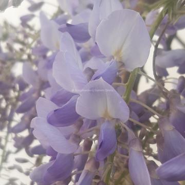 Wisteria sinensis 'Prolific'