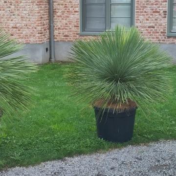 Yucca linearifolia