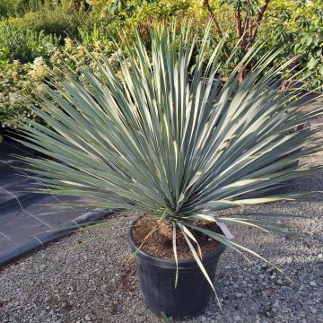 Yucca rostrata