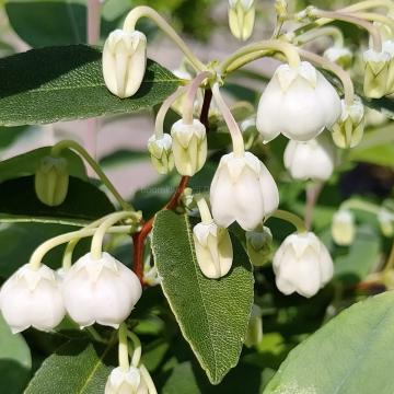 Zenobia pulverulenta 'Blue Sky'