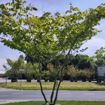 Zelkova serrata