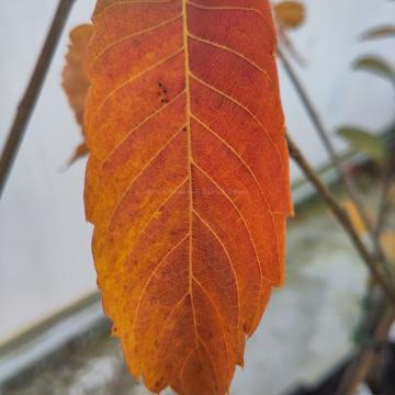 Zelkova serrata 'Scarlet Cesar'