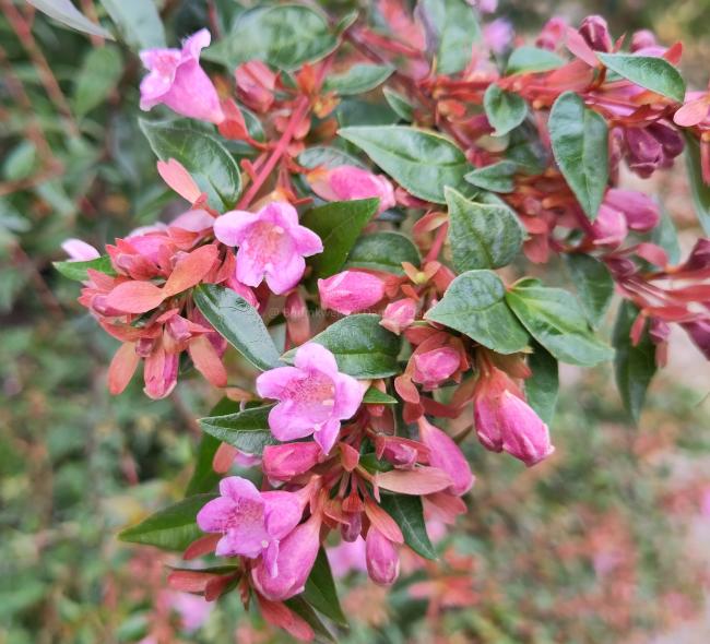 Abelia 'Edward Goucher'