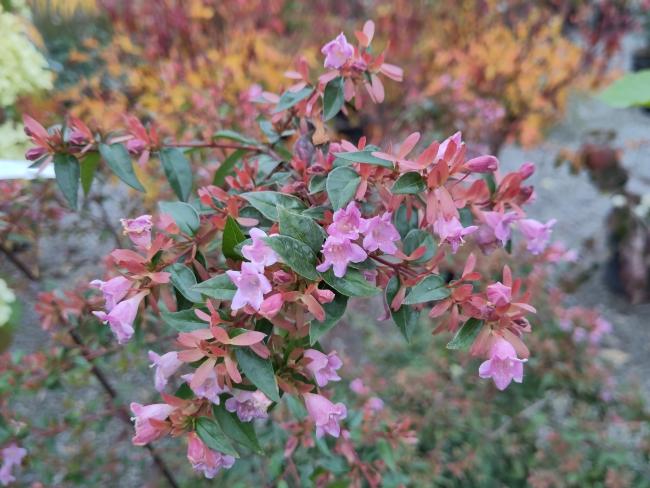 Abelia 'Edward Goucher'