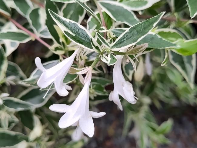 Abelia grandiflora 'Confetti' ®