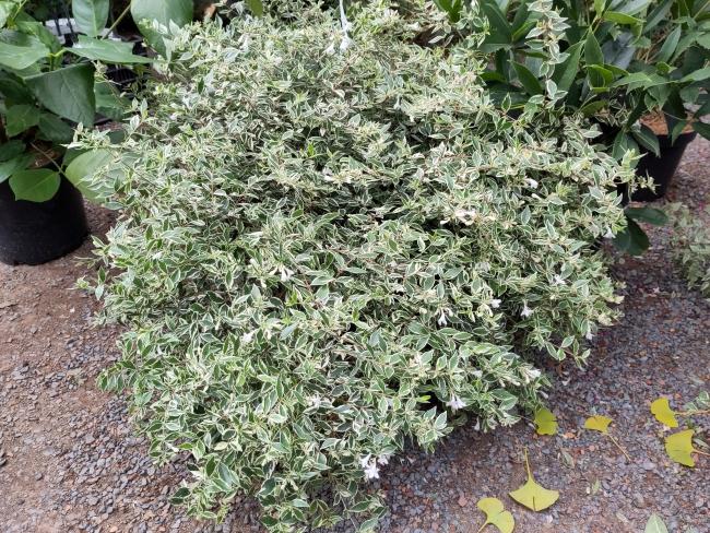 Abelia grandiflora 'Confetti' ®