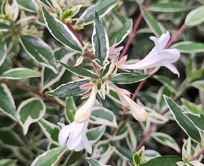 Abelia grandiflora 'Confetti' ®